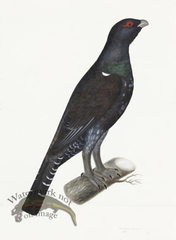 Rudbeck 007 CAPERCAILLIE 22x30